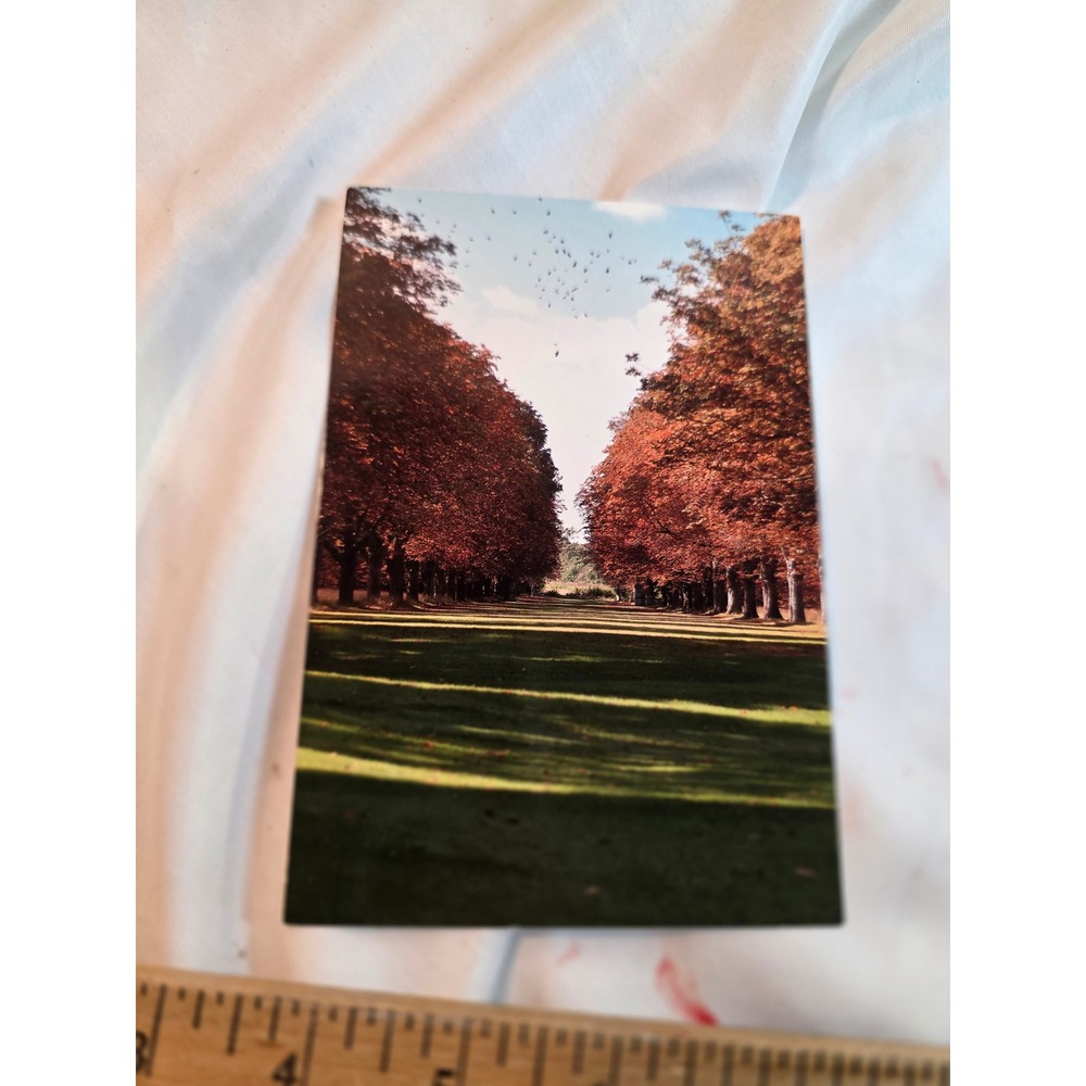 National Trust Anglesey Abbey Cambridgeshire Coronation Avenue Postcard 4x6